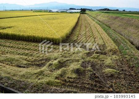 稲刈り作業中の田園風景 稲刈り作業中の田園風景 103993145
