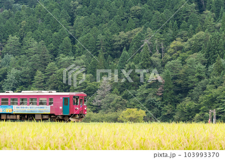 【長良川鉄道】そばの花畑を通過する列車 【長良川鉄道】そばの花畑を通過する列車 103993370