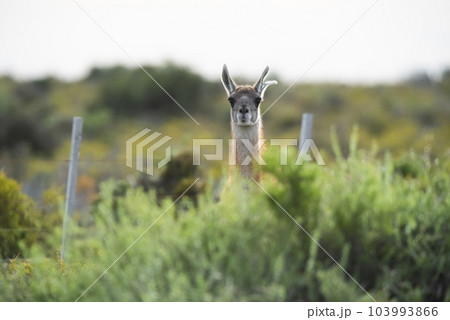 Guanaco in semidesertic landscape, Peninsula Valdes, Patagonia, Argentina Guanaco in semidesertic landscape, Peninsula Valdes, Patagonia, Argentina 103993866