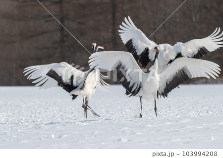 道東の冬景色　丹頂鶴 103994208