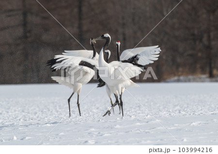 道東の冬景色　丹頂鶴 103994216