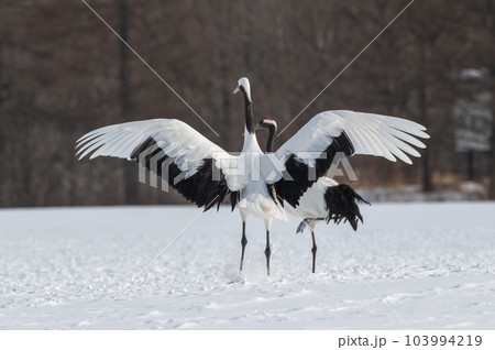 道東の冬景色　丹頂鶴 103994219