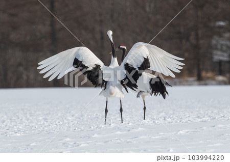 道東の冬景色 丹頂鶴 道東の冬景色 丹頂鶴 103994220