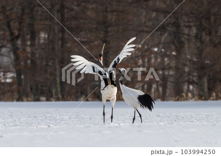 道東の冬景色　丹頂鶴 103994250