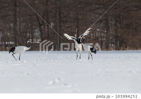 道東の冬景色 丹頂鶴 道東の冬景色 丹頂鶴 103994251