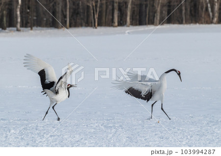 道東の冬景色　丹頂鶴 103994287