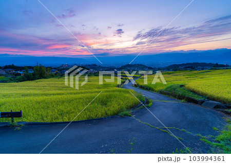 【秋素材】収穫時期を迎えた中野の棚田の日の出【山梨県】 【秋素材】収穫時期を迎えた中野の棚田の日の出【山梨県】 103994361