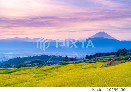 【秋素材】収穫時期を迎えた中野の棚田の日の出【山梨県】 【秋素材】収穫時期を迎えた中野の棚田の日の出【山梨県】 103994364