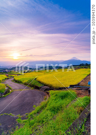 【秋素材】収穫時期を迎えた中野の棚田の日の出【山梨県】 103994370