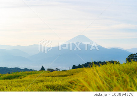 【秋素材】収穫時期を迎えた中野の棚田の日の出【山梨県】 【秋素材】収穫時期を迎えた中野の棚田の日の出【山梨県】 103994376