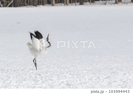 道東の冬景色　丹頂鶴 103994443