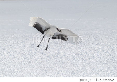 道東の冬景色　丹頂鶴 103994452