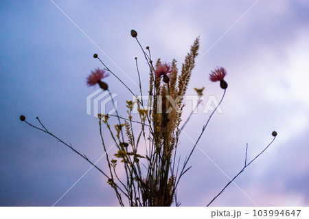 Bouquet of wildflowers in vase against violet lilac sunset sky on a window sill. Flower arrangement for home decor. Flowering summer plants. Silhouette of blossoming wild flowers in a twilight. Bouquet of wildflowers in vase against violet lilac sunset sky on a window sill. Flower arrangement for home decor. Flowering summer plants. Silhouette of blossoming wild flowers in a twilight. 103994647