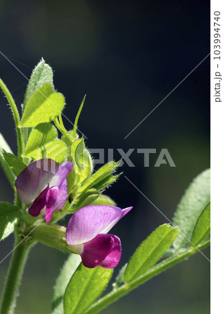 野に咲く野草の赤紫色のカラスノエンドウの花 103994740
