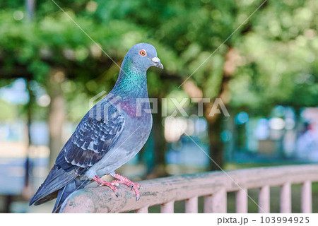 公園の鳩 103994925