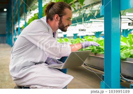 Researchers developing vegetable varieties at greenhouse agriculture Researchers developing vegetable varieties at greenhouse agriculture 103995189