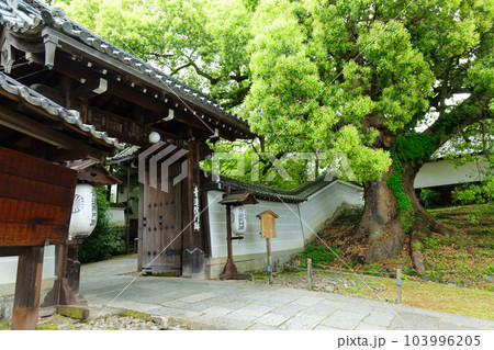 青蓮院　門　若葉に新緑 103996205