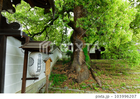青蓮院 門 若葉に新緑 青蓮院 門 若葉に新緑 103996207