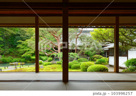 青蓮院　庭園　若葉に新緑 103996257