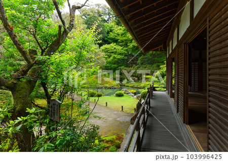 青蓮院　庭園　若葉に新緑 103996425