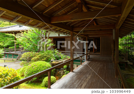 青蓮院 一文字 手水鉢 若葉に新緑 青蓮院 一文字 手水鉢 若葉に新緑 103996449