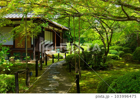 青蓮院　庭園　若葉に新緑 103996475