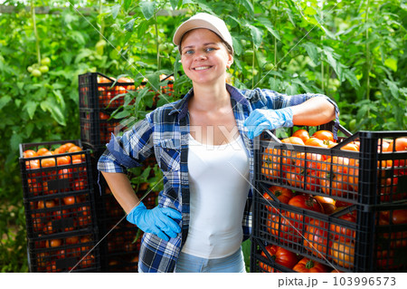 Female farmer demonstrating harvest of tomatoes in greenhouse 103996573