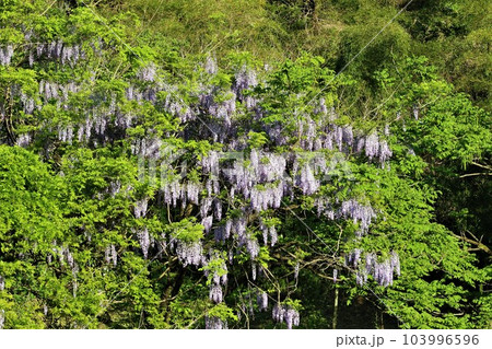 ゆずの里毛呂山町の春の里山を彩る満開の野生の藤と新緑の風景 ゆずの里毛呂山町の春の里山を彩る満開の野生の藤と新緑の風景 103996596