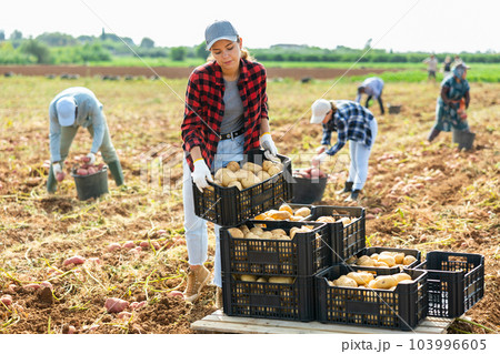 Woman farmer carrying crate with potato crop Woman farmer carrying crate with potato crop 103996605
