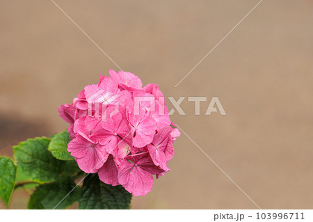 梅雨空に色鮮やかに咲き誇る紫陽花の花たち 103996711