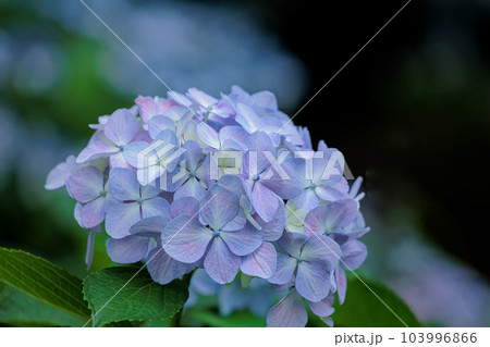 梅雨空に色鮮やかに咲き誇る紫陽花の花たち 梅雨空に色鮮やかに咲き誇る紫陽花の花たち 103996866