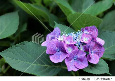 梅雨空に色鮮やかに咲き誇る紫陽花の花たち 梅雨空に色鮮やかに咲き誇る紫陽花の花たち 103996867
