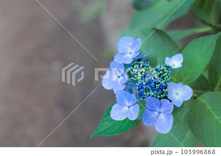 梅雨空に色鮮やかに咲き誇る紫陽花の花たち 103996868