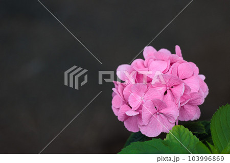 梅雨空に色鮮やかに咲き誇る紫陽花の花たち 103996869
