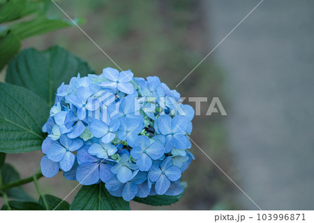 梅雨空に色鮮やかに咲き誇る紫陽花の花たち 103996871