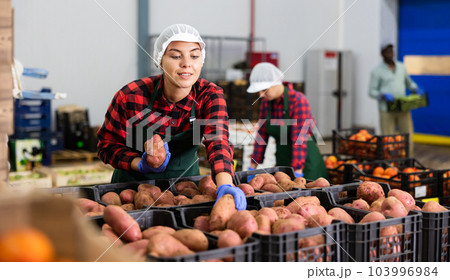 Woman distributes potatoes into boxes in a warehouse of vegetable factory 103996984