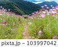 秋桜　秋イメージ 103997042