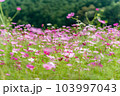 秋桜　秋イメージ 103997043