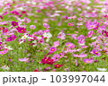 秋桜　秋イメージ 103997044