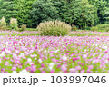 秋桜　秋イメージ 103997046