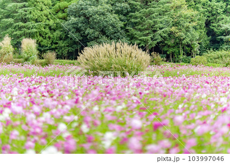 秋桜　秋イメージ 103997046