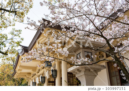 湊川神社　桜 103997151