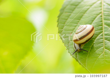 梅雨の風物詩　カタツムリ 103997187