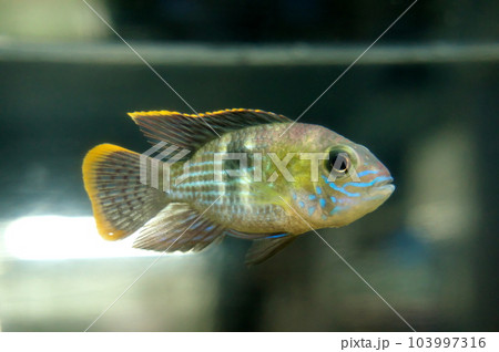 グリーンテラー 103997316