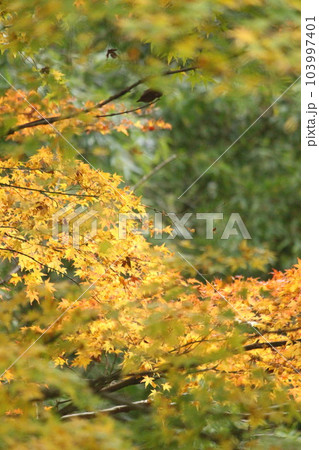 もみじ 秋『秋色　紅葉』落ち葉 103997401