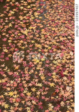 もみじ 秋『秋色　紅葉』落ち葉 103997407