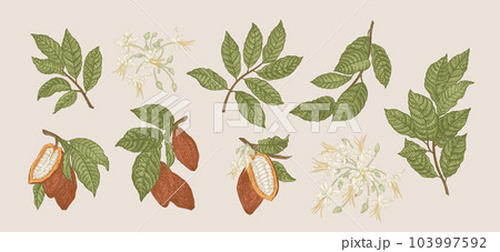 Set  of a cocoa tree 103997592