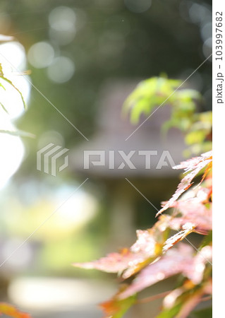 紅葉 もみじ 秋『秋色 落ち葉』 #もみじ #秋 紅葉 もみじ 秋『秋色 落ち葉』 #もみじ #秋 103997682