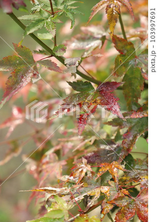 紅葉 もみじ 秋『秋色 落ち葉』 #もみじ #秋 紅葉 もみじ 秋『秋色 落ち葉』 #もみじ #秋 103997691