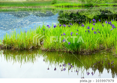 満開のカキツバタ群生地　秋田県 103997979